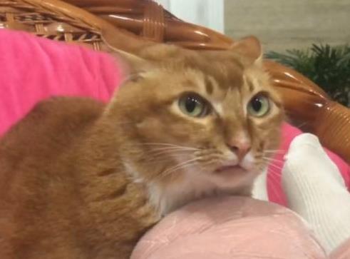 网红敦敦是什么品种的猫（敦敦猫咪表情包组图）