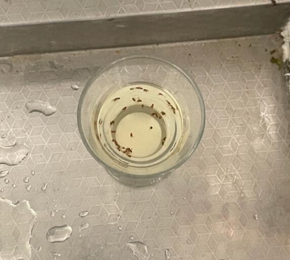 水果上的小飞虫怎么消灭小窍门