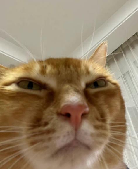 网红敦敦是什么品种的猫（敦敦猫咪表情包组图）