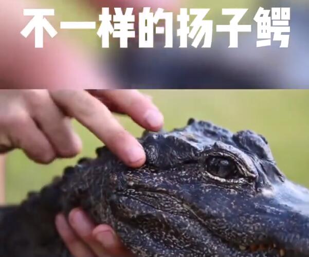 国家一级保护废物是什么梗