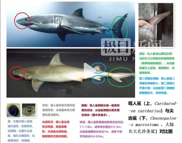 尖齿鲨和大白鲨的区别图片（尖齿鲨是国家二级保护动物吗）