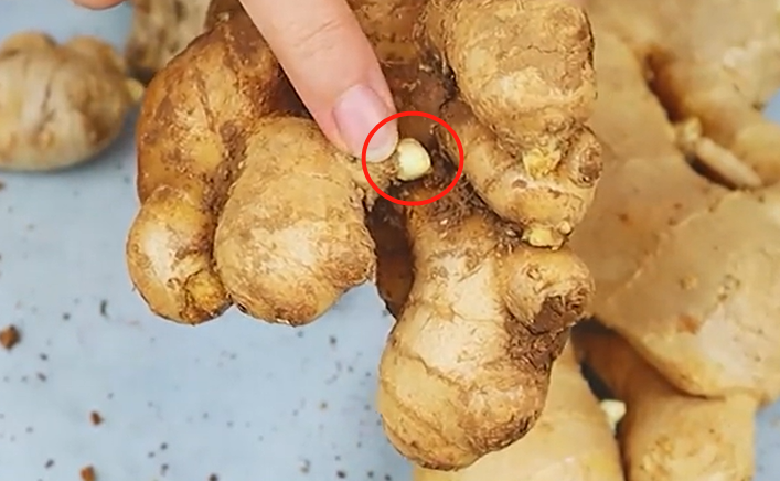 什么姜不能买回家，遇到就摇头走人。