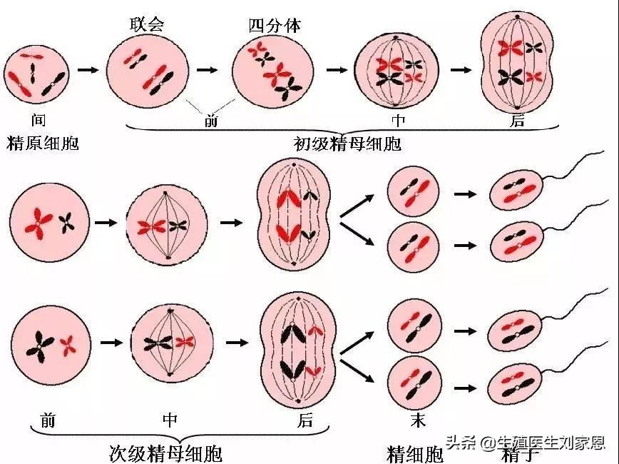 男性生殖系统图（男性小蝌蚪产生过程图解）