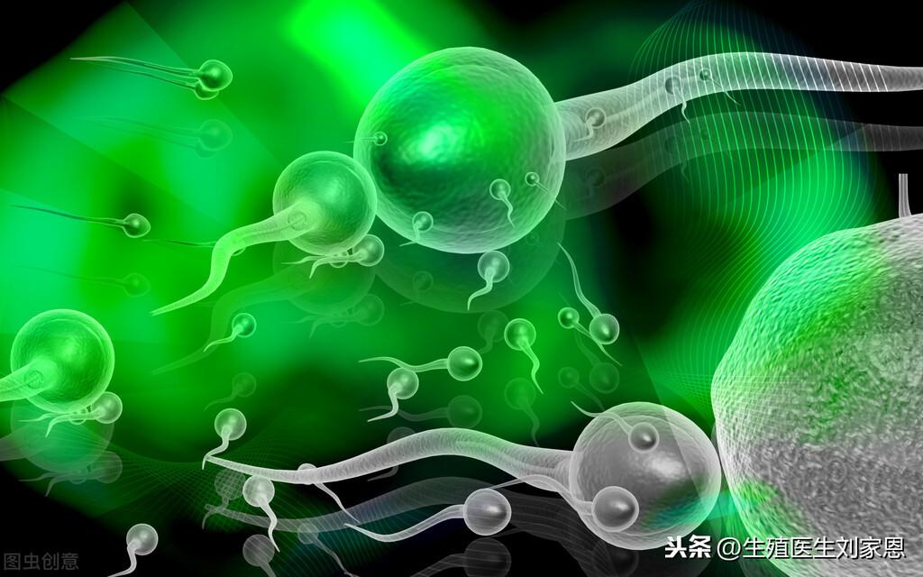 男性生殖系统图（男性小蝌蚪产生过程图解）