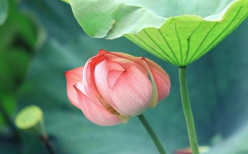 2023年末伏第一天是几月几号(2023年末伏从哪一天开始) 2023年末伏第一天是几月几号(2023年末伏从哪一天开始)