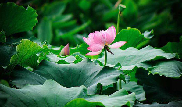 2023三伏第一天是几月几号(2023年三伏天第一天是哪一天) 2023三伏第一天是几月几号(2023年三伏天第一天是哪一天)