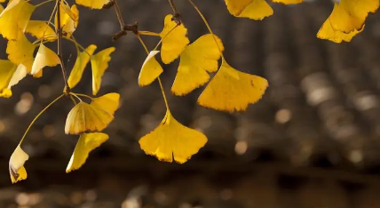 2023入秋是什么时间(2023年立秋时间几点几分几秒钟) 2023入秋是什么时间(2023年立秋时间几点几分几秒钟)