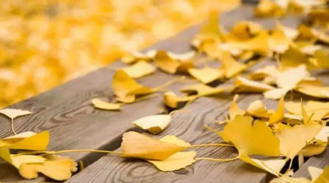 2023年的秋季会更热吗(2023年秋季天气情况怎么样) 2023年的秋季会更热吗(2023年秋季天气情况怎么样)