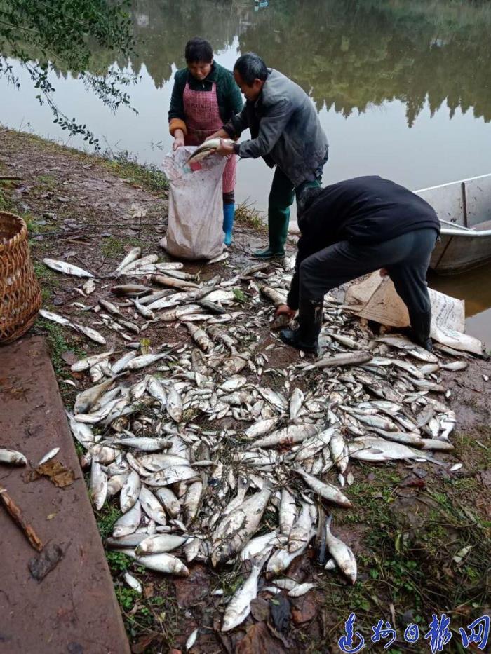 莫名塘（鱼塘上万斤鱼莫名死亡）