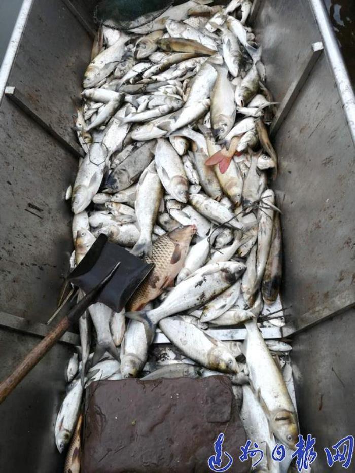 莫名塘（鱼塘上万斤鱼莫名死亡）