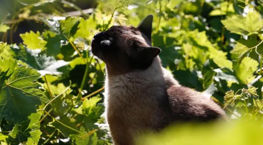 隔着衣服晒太阳有没有用(隔着衣服晒太阳晒多久好) 隔着衣服晒太阳有没有用(隔着衣服晒太阳晒多久好)