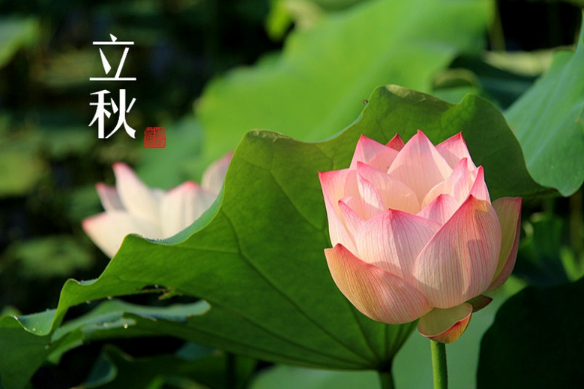 下雨天贴三伏贴会影响效果吗（下雨天贴三伏贴有什么影响吗）