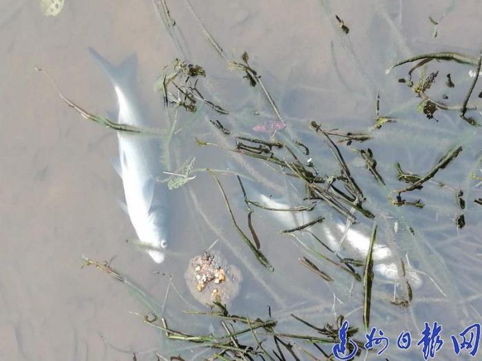 莫名塘（鱼塘上万斤鱼莫名死亡）