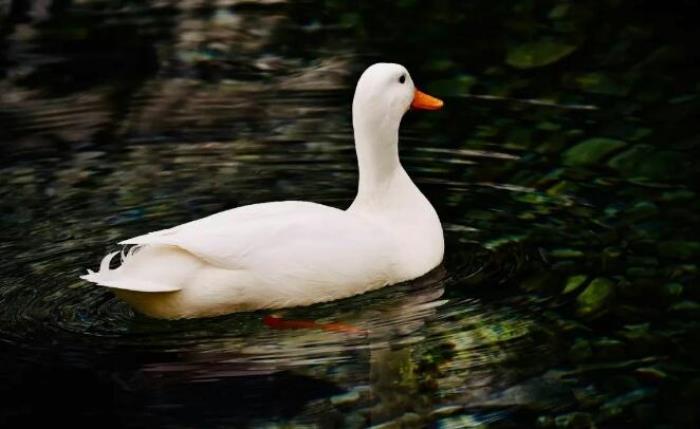 最脏的骂人话（扁嘴粪和鸭子屎都是骂人的话）