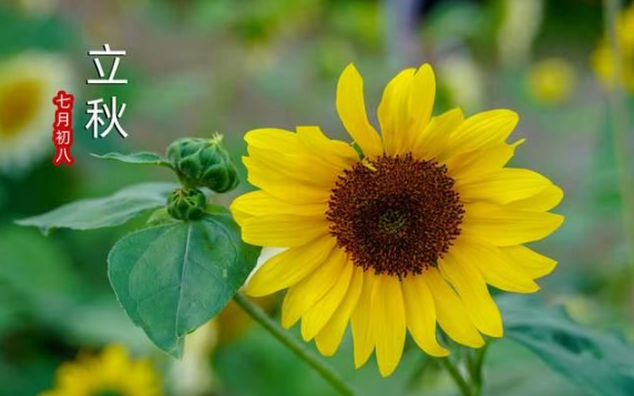 2023年立秋是中伏第几天(2023年立秋是二伏第几天了) 2023年立秋是中伏第几天(2023年立秋是二伏第几天了)