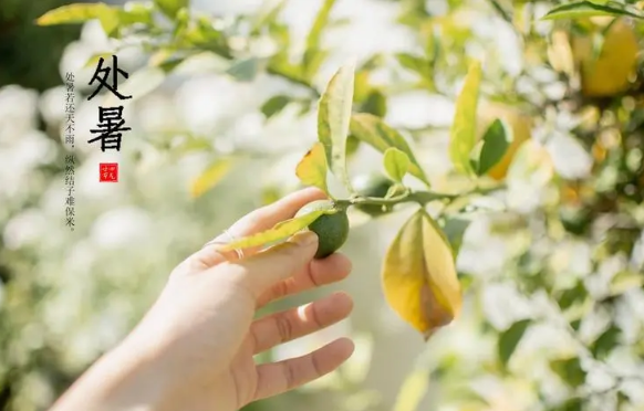 处暑前三天交运是不是每天的三点到五点（处暑前三天一点到三点交运吗）