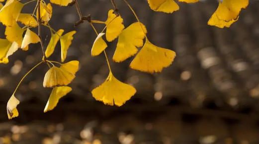 安徽几月入秋20232