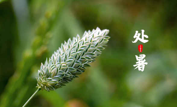 2023处暑后天气会凉快一些吗(处暑以后就意味着天气凉爽了吗2023) 2023处暑后天气会凉快一些吗(处暑以后就意味着天气凉爽了吗2023)