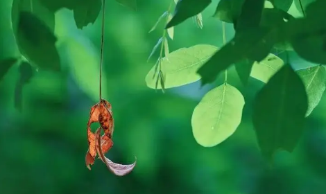 2023年处暑之后一周还热不热（处暑之后还会不会出现高温天气）