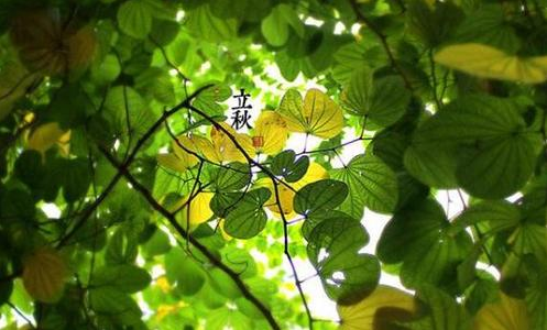 立秋后是不是就是秋天了1