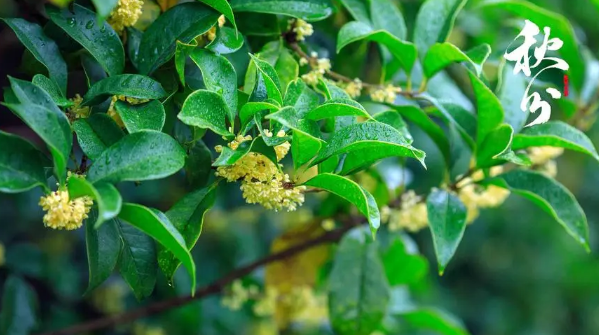 2023年秋分天气会转凉吗（​秋分过后几天天气冷）