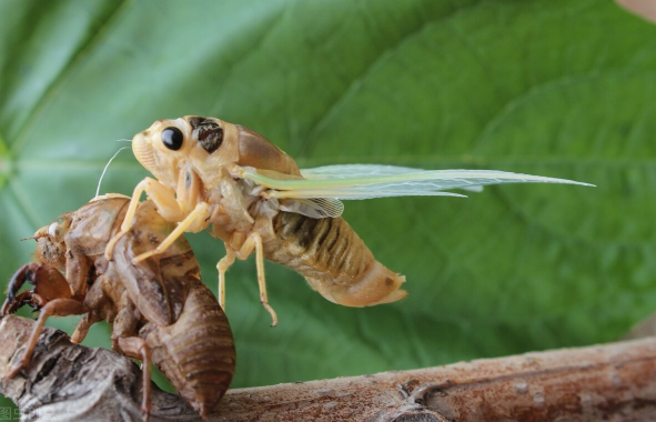 立秋了知了猴还从土里出来吗2