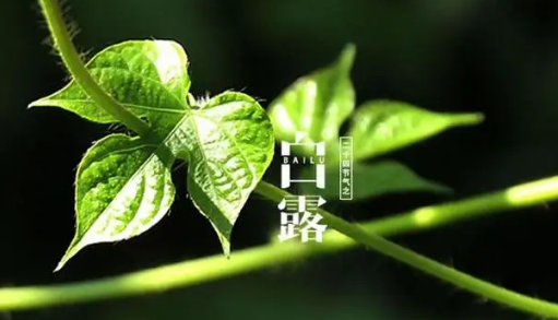 2023年白露后还热吗(白露后会凉快吗) 2023年白露后还热吗(白露后会凉快吗)