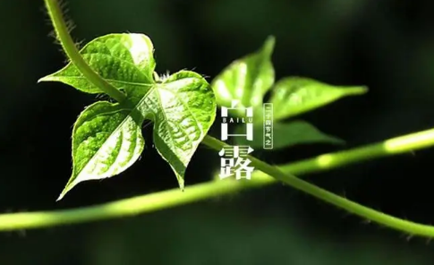 2023年白露后多久才冷（白露后天气有什么变化）