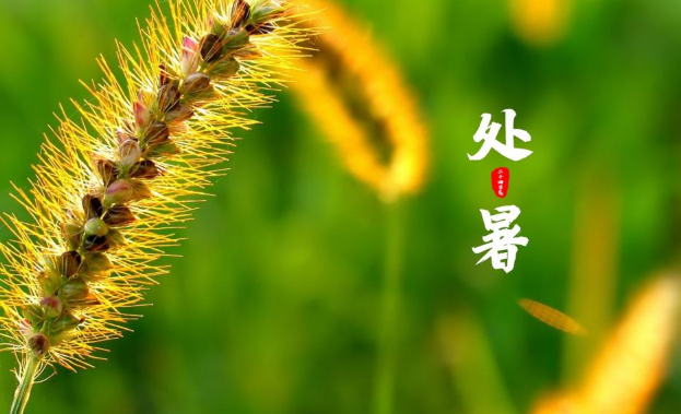 2023年处暑节气出生的人好吗(处暑出生的人命运怎么样) 2023年处暑节气出生的人好吗(处暑出生的人命运怎么样)