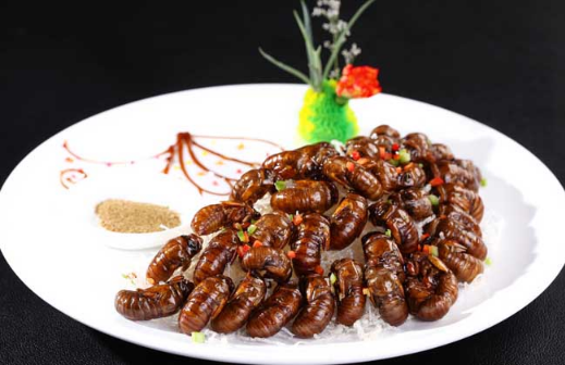 立秋后的金蝉能吃吗(立秋后的金蝉为什么不能吃) 立秋后的金蝉能吃吗(立秋后的金蝉为什么不能吃)