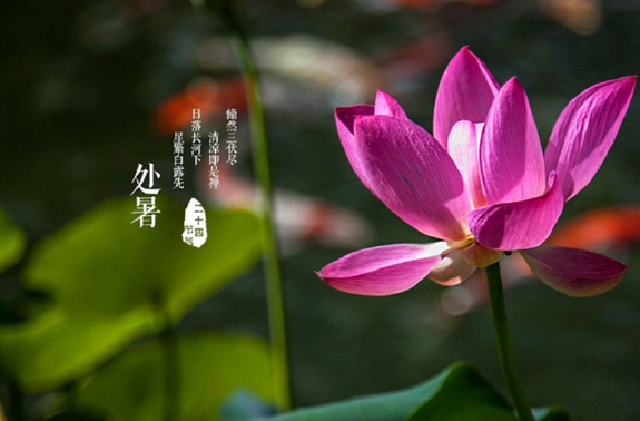 处暑是一年中第几个节气（处暑是秋天的第几个节气）