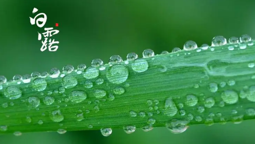 2023年白露后还热吗(白露后会凉快吗) 2023年白露后还热吗(白露后会凉快吗)