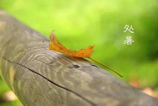 2023处暑晚上是不是凉快了(2023处暑之后晚上还热吗) 2023处暑晚上是不是凉快了(2023处暑之后晚上还热吗)