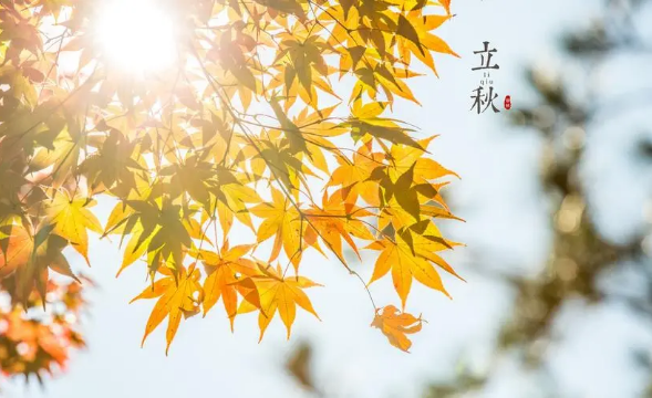 立秋吃饺子还是吃面条好（立秋吃什么传统小吃）