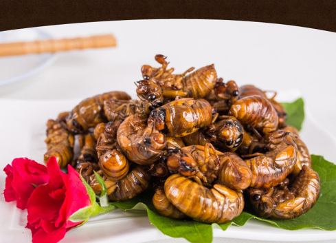 立秋后的金蝉能吃吗(立秋后的金蝉为什么不能吃) 立秋后的金蝉能吃吗(立秋后的金蝉为什么不能吃)