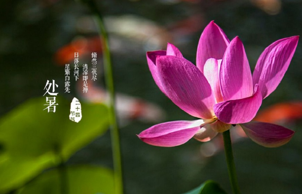 处暑就是夏天结束了吗（处暑代表夏天过去了吗）