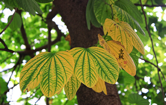 2023立秋后是不是雨水就少了1