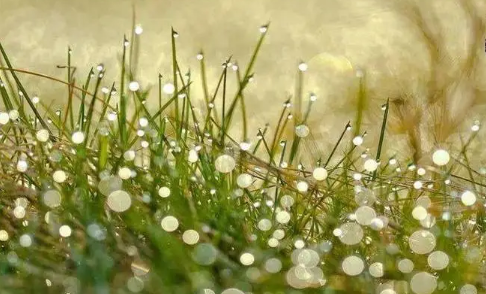 2023年寒露后有露水了吗（寒露后夜里几点有露水）