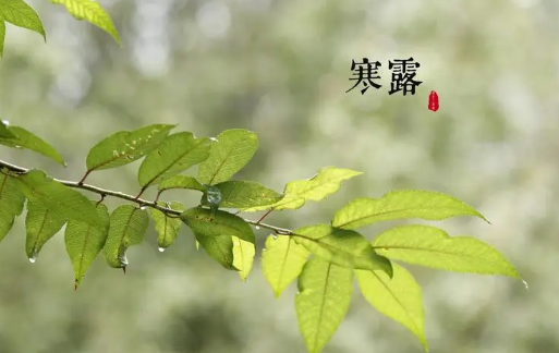 2023年寒露后有露水了吗（寒露后夜里几点有露水）