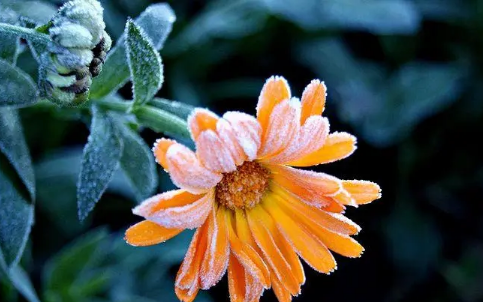 2023年霜降下霜冬天冷吗（霜降这天的天气对冬天有预示吗）