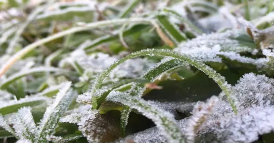 2023年寒露会下霜吗）