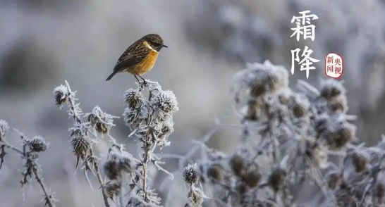 2023霜降气温大概多少度3