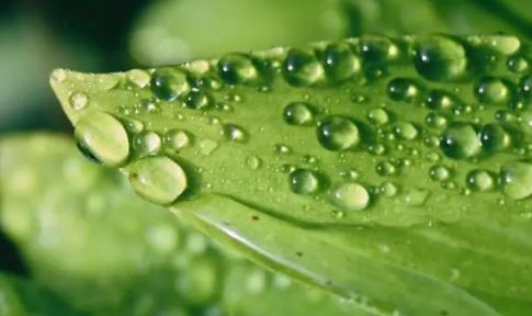 2023寒露下雨好还是晴天好（寒露下雨有啥说法）