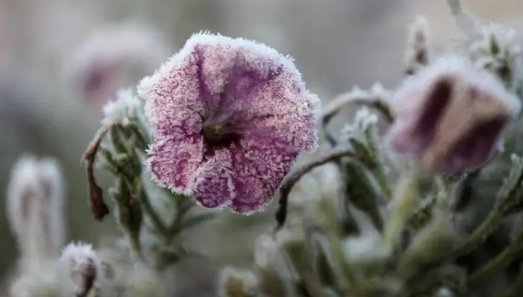 2023内蒙古秋霜冻大约什么时间（内蒙古霜冻是怎么产生的）