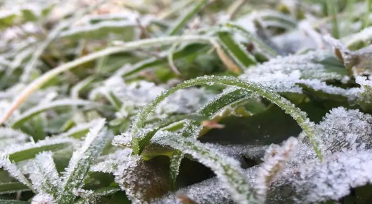 2023年秋霜冻会提前吗2