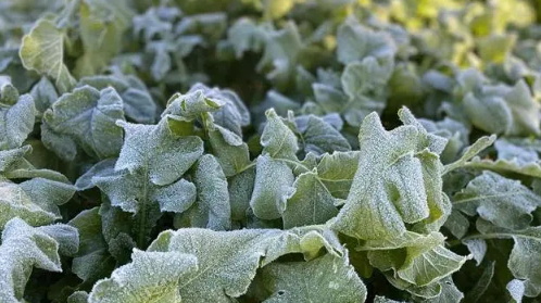 2023年寒露会下霜吗）