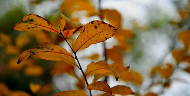 2023年广州11月份气温多少度（11月去广州穿什么衣服合适）