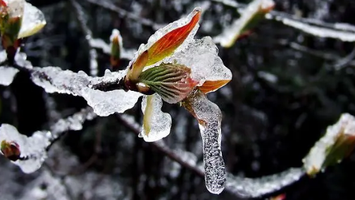 2024年会出现倒春寒吗1