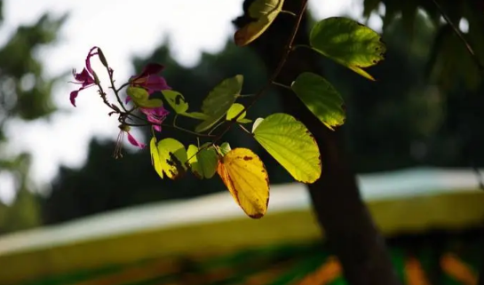 2023年广州11月份气温多少度（11月去广州穿什么衣服合适）