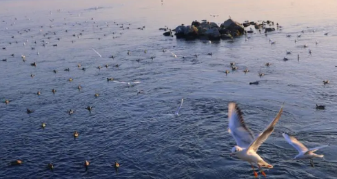 2023年深圳一般几月份到真正的冬天（深圳冬天几月到几月）